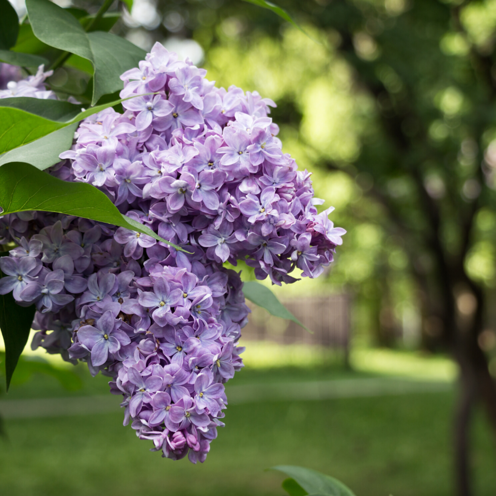 Mothers' Day Lilacs at Arnold Arboretum are a gem of parks in Jamaica Plain.
