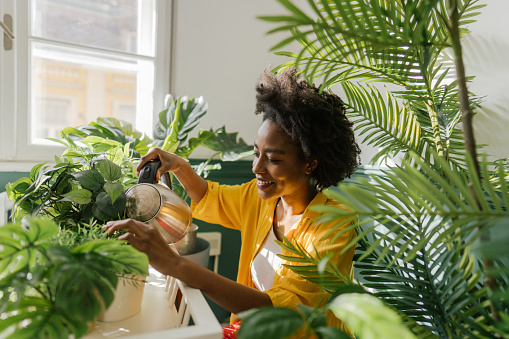 Clean the air with indoor plants