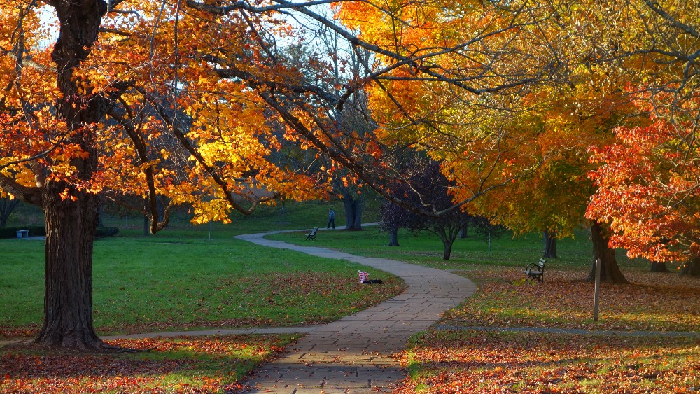 Boston Fall Foliage