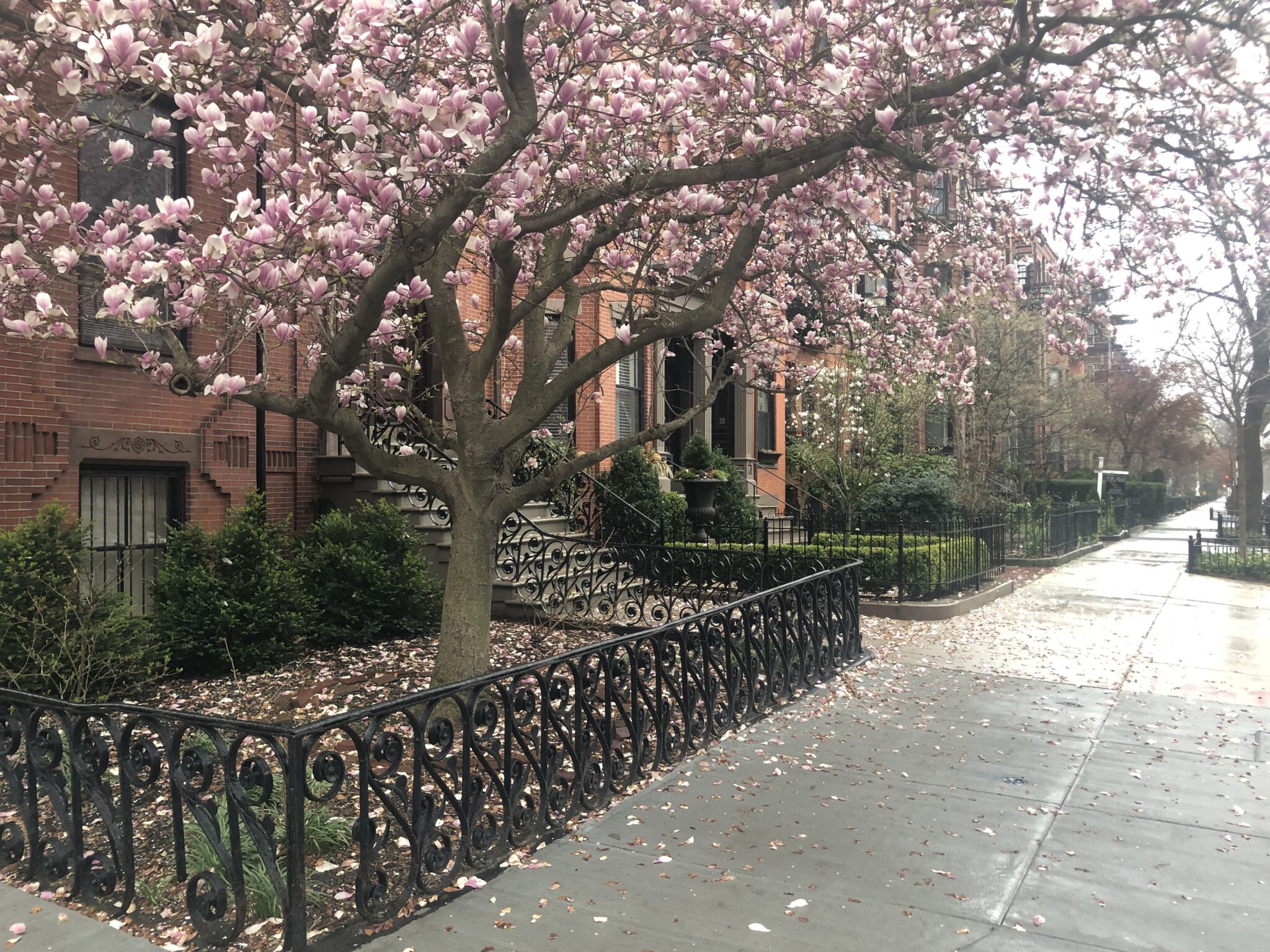 Spring magnolia blooms. Weather in Cambridge has all the seasons.